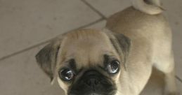 Pug
