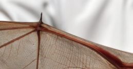 Bats
