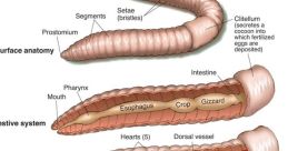 Worm