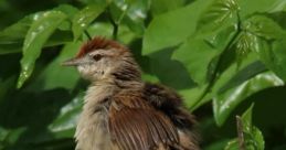Songbird