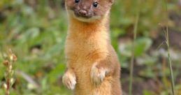 Weasel