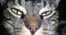 Orcat