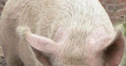 The Pig