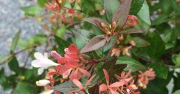 Abelia