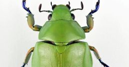 Beetle