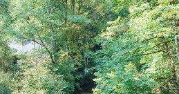 Streamside