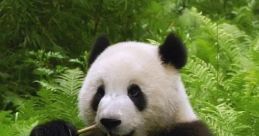 Panda Yup