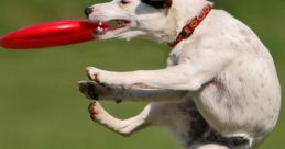Who Let The Dogs Out