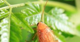 Cucaracha