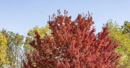 Maple