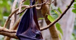Bat