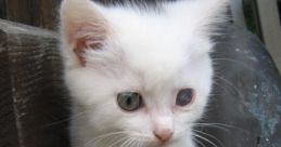 Kitty