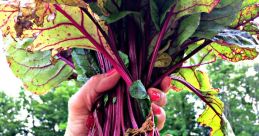 Beets