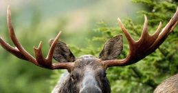 Moose