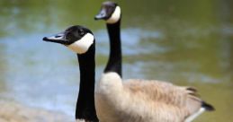 Goose