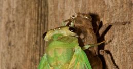 Cicada