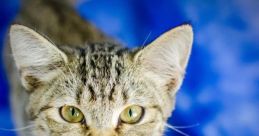 Cat Meow