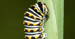 Caterpillar