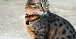 Mau
