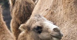 Camel