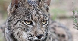Lynx