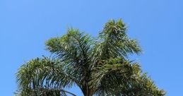 Palm