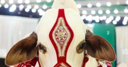 Qurbani