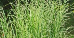 Grass