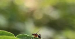 Ant