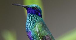 Hummingbird