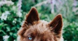 #Dog