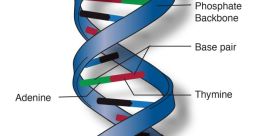Dna