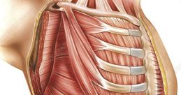 Thorax