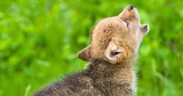 Wolfs