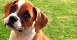 Boxer Boxer and effects to download and play.