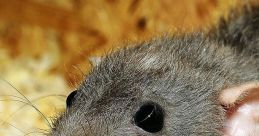Ratas