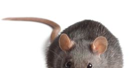 Ratte