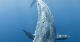 Blue Whale