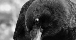 Crows