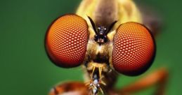 Macro