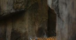 Tigres