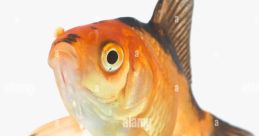 Goldfish
