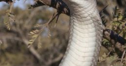 Mamba