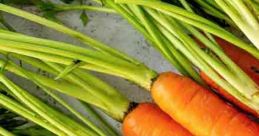 Carrot