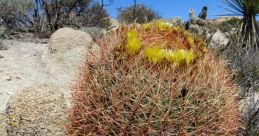 Cactus