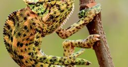 Chameleon Chameleon and effects to download and play.