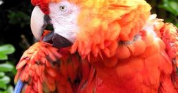 Parrot