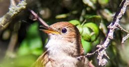 Nightingale