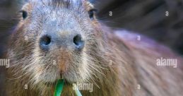 Capibara