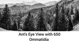 Ants Of The Sky